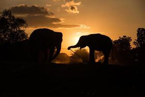 Asien elefant i skogen vid solnedgången foto