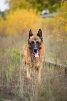 tysk herdehund i höstskogen nära järnvägen foto