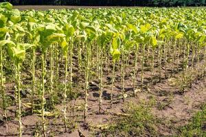 tobaksfält plantage under blå himmel med stora gröna blad foto