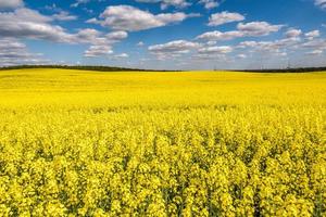 fält av vackra vårens gyllene blomma av raps med blå himmel, rapsraps i latin brassica napus med landsväg och vackra moln, raps är växt för grön industri foto