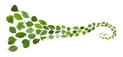 spiralmönster från gröna blad isolerade på vitt foto