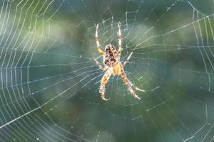 liten brun spindel i solen - närbild - araneus diadematu foto