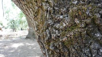 trädstam isolerad från bakgrunden bark textur foto