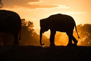 Asien elefant i skogen vid solnedgången foto