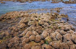koraller i grunt vatten under lågvatten utanför kusten, thailand foto