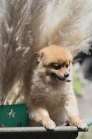 pomeranian hundvalp foto