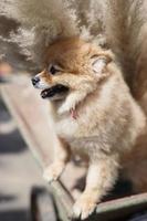 pomeranian hundvalp foto