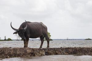 thale noi, phatthalung, thailand foto