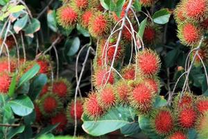 tropisk frukt, rambutan på trädet foto