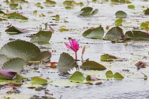 thale noi, phatthalung, thailand foto