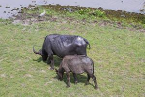 thale noi, phatthalung foto