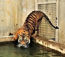 en närbild av en tiger foto