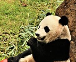 en närbild på en panda foto