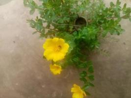 portulaca grandiflora, tapeter, vacker blomma, skönhet natur foto