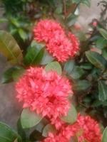 kinesisk ixora, tapeter, fin blomma skönhet natur, vacker blomma foto