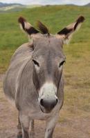 mörkgrå vuxen burro stående på ett fält foto