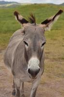 vuxen burro står på en äng i custer foto