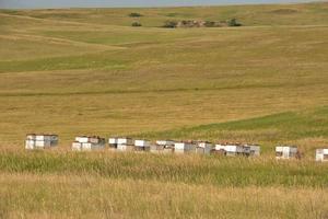 lantliga jordbruksfält med bikupor staplade foto