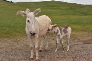 baby burro omvårdnad från sin mor i ett fält foto