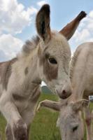 bedårande prickig vit och grå babyburro foto