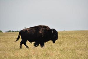 amerikansk buffeltjur som går genom präriegräs foto