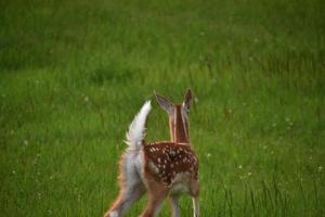 baksidan av en söt baby vitstjärtad hjort foto