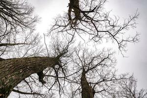 kala kronor och klumpiga grenar av enorma ekar som växer på den blekgråa himlen foto