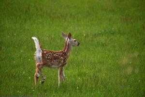 söt baby fawn gå genom högt gräs på ett fält foto