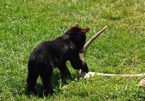baby svart björn unge dra ett horn foto