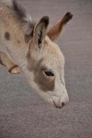 sidoprofil av en vit babyburro med grå fläckar foto