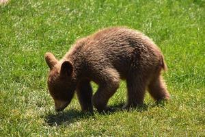 brun svart björn unge på en sommardag foto