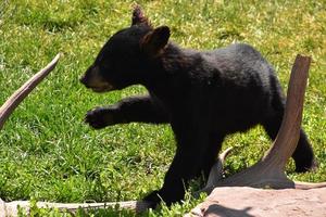svart björn unge leker med ett horn foto