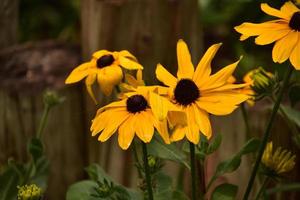 mycket vackra svartögda susanblommor som blommar foto