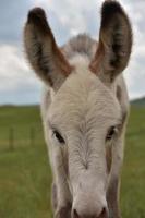 fantastisk baby burro föl vit med grå fläckar foto