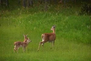 familj av rådjur med två fawns på ett fält foto