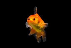 guldfisk isolerad på svart bakgrund. foto
