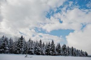 tallar täckta av snö. vackra vinterlandskap. frost natur. foto