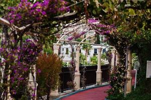 båge av bougainvillea lila blommor i turkiet resort. foto