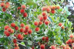 tropisk frukt, rambutan på trädet foto