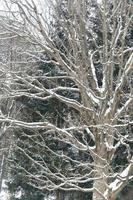 snöfall i vinterparken foto