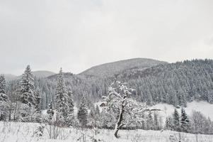 tallar täckta av snö vid Karpaterna. vackra vinterlandskap. frost natur. foto