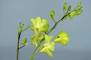 gul orkidé blomma i naturen foto