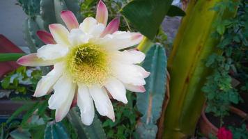 stor kaktus blomma utomhus bild närbild. foto