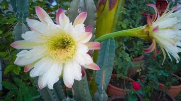 stor kaktus blomma utomhus bild närbild. foto
