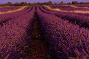 levender field frankrike foto