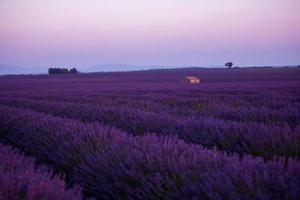 levender field frankrike foto