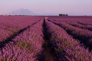 lila lavendel blommor fält med ensamma gamla stenhus foto