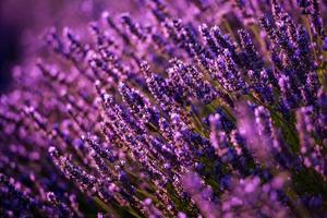 närbild buskar av lavendel lila aromatiska blommor foto