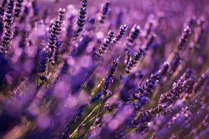 närbild buskar av lavendel lila aromatiska blommor foto