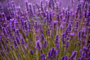 närbild buskar av lavendel lila aromatiska blommor foto